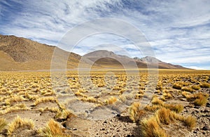 Yellow field, Peruvian feathergrass at the Puna de Atacama, Argentina photo