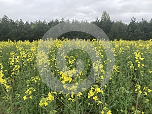 Yellow field planted with rapeseed