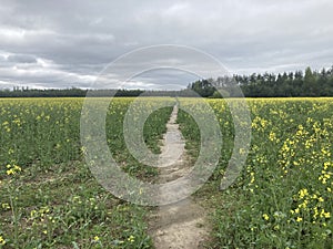 Yellow field planted with rapeseed