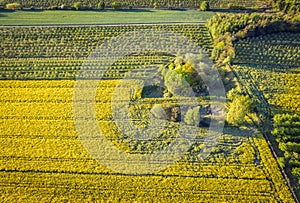 Yellow field in Poland