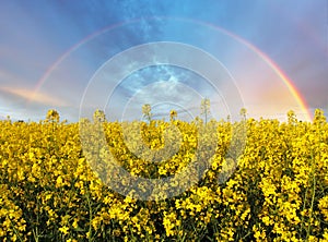 yellow field with rainbow