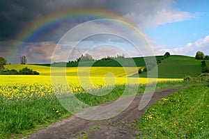 Yellow field in bloom with sky and rainbow