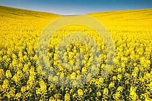 Yellow field rapeseed