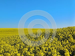 yellow field of rapeseed