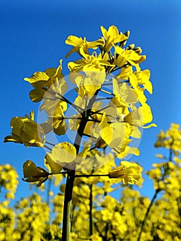 yellow field of rapeseed