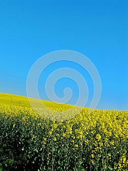yellow field of rapeseed