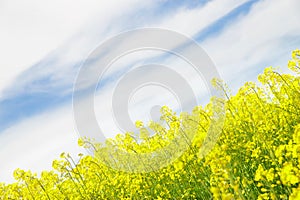 Yellow field rapeseed.