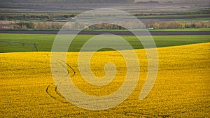 Yellow field rapeseed