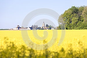 Yellow field rapeseed in bloom with blue sky