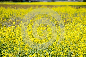 yellow field during rapeseed bloom at springtime, Brassica Rapa