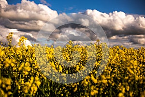 Yellow field of rapeseed field with blue cloudy sky in spring time