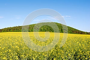 Yellow field of rapeseed with green hill