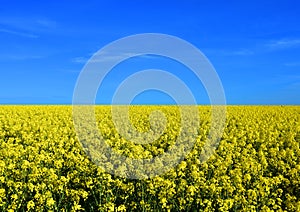 Yellow field with rapeseed oil and blue sky