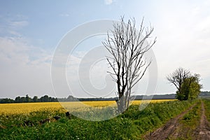 A yellow field of rapeseed plants near a rural dirt road in perspective and a dry tree
