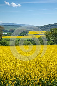 Yellow field rapeseed