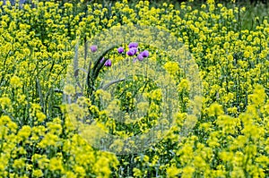 Yellow field of rapeseeds