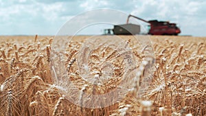 A yellow field of ripe ears of wheat against the background of grain unloading by a combine into a machine.