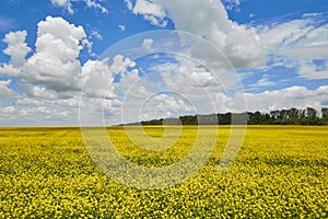 yellow field of ripe rapeseed and blue sky with clouds