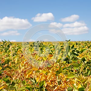 yellow field with ripe soy. Food products for vegetarians and vegans. Clouds over the field with green soybean