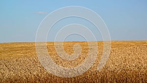 Yellow field of ripe wheat half chamfered