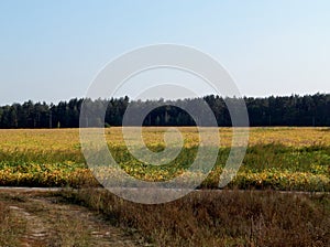 Yellow field of ripening soy near the forest