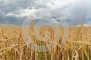 Yellow field of rye against a gray overcast sky