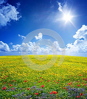 Yellow field in serene scene