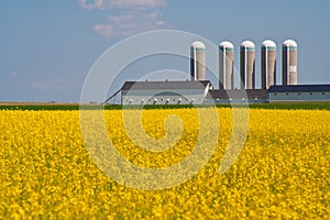 Yellow field and silo