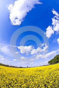 Yellow field in spring