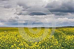 Yellow field and stormy sky