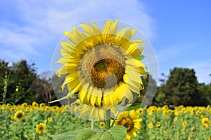 Yellow field of sunflowers. Blooming and Pollination. Agriculture industry of sunflower oil. Soil fertilization and abundant harve