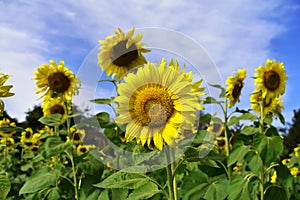 Yellow field of sunflowers. Blooming and Pollination. Agriculture industry of sunflower oil. Soil fertilization and abundant harve