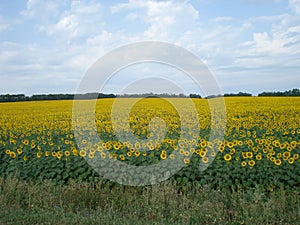 Yellow field of sunflowers - sun flowers.