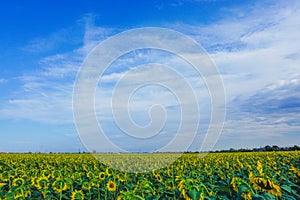 a yellow field of sunflowers under a blue summer sky