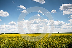 Yellow field in a sunny day