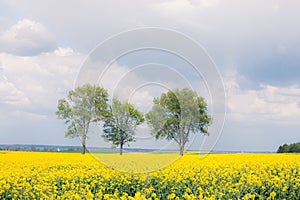 Yellow field and trees