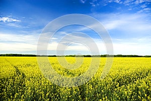 Yellow Field Under Blue Sky