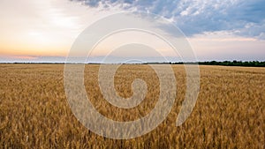 Yellow field with wheat against the sunset.