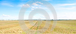 Yellow field of wheat cuted under midday sun.