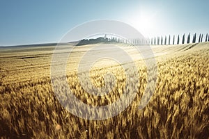 Yellow field of wheat and farm house, Tuscany