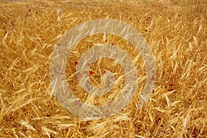 Yellow field of wheat with flowers