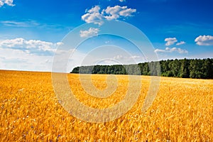 Yellow field of wheat under blue sky