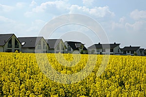 Yellow field - white houses