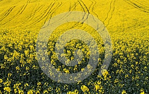 Yellow fields