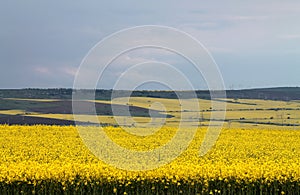 Yellow fields