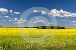 Yellow fields in Belarus