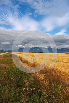 Yellow fields, clouds and mountains.