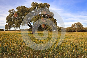 Yellow fields and cork-oak