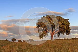 Yellow fields and cork-oak