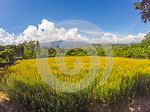 Yellow fields of Crotalaria junceasunn hemp and beautiful sky in Pai,Mae Hong Son,Northern Thailand